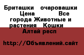 Бриташки - очаровашки.  › Цена ­ 3 000 - Все города Животные и растения » Кошки   . Алтай респ.